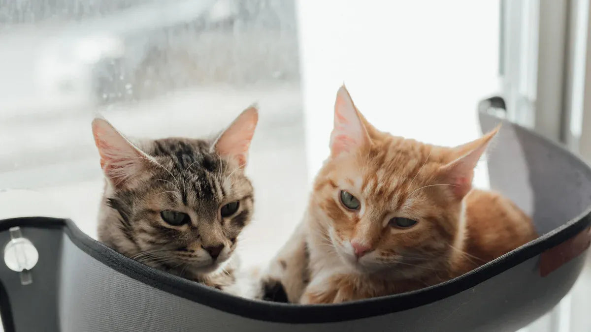 10 Must-Have Supplies Every New Cat Parent Needs in 2025