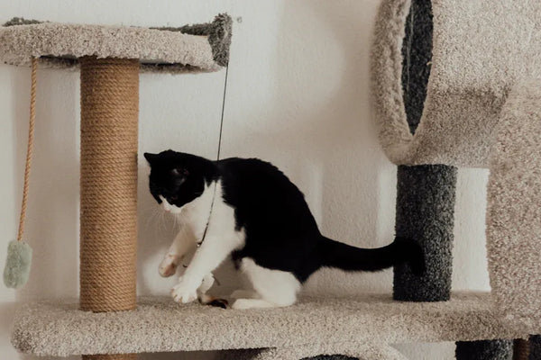 Top 12-Piece Cat Starter Kits Reviewed for New Owners