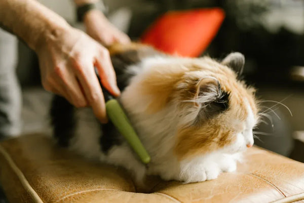 Top 10 Pet Grooming Combs for Every Coat Type