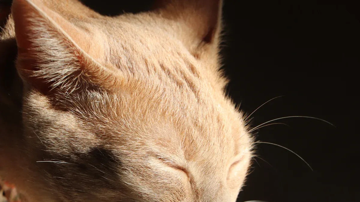 Daily Cat Care Questions Answered for Every Pet Parent
