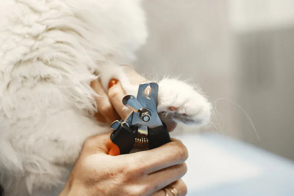 Top 10 Cat Combs for Shedding and Detangling in 2025