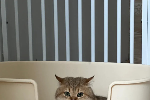 Top 10 Cat Litter Boxes with Scoop for Large Cats in 2025