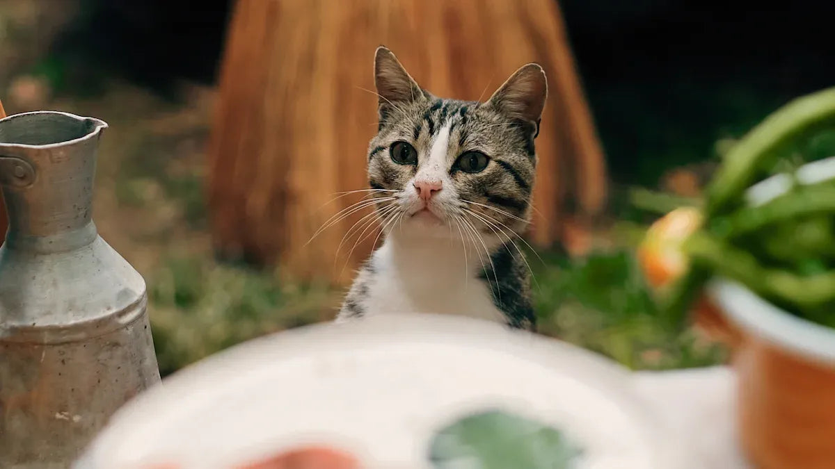 Top 10 Tips for Choosing Cat Food Every Beginner Should Know