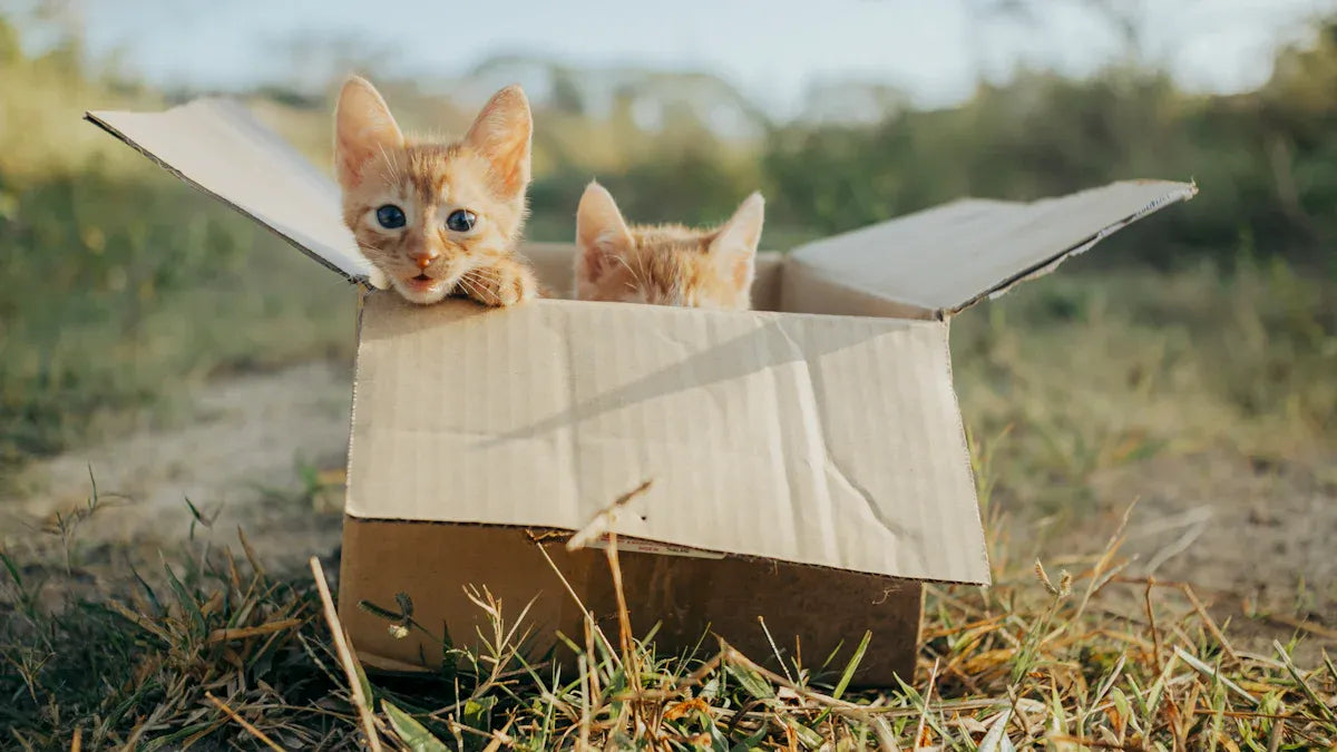 Cat Feeding Methods Compared Scheduled Feeding and Free Feeding in 2025