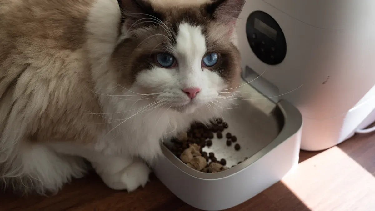 Top Smart Wet Food Feeders for Cats Compared in 2025