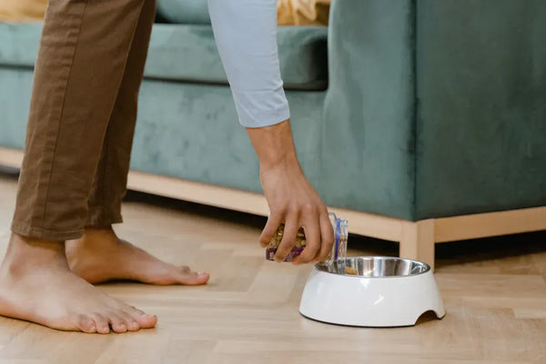 Leak-proof cat food bowl showdown for mess-free meals