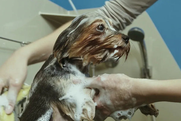 Top Pet Wipes for Cats and Dogs Reviewed in 2025