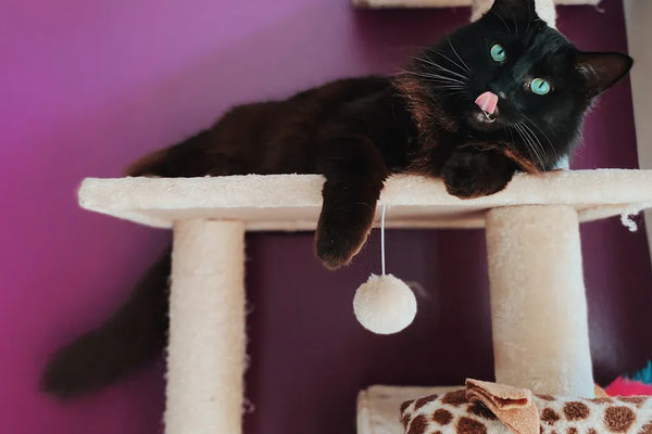 Complete cat starter kit comparison for new pet owners