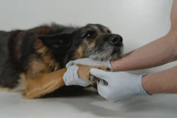 Top 6 Pet Wash-Free Cleaning Gloves Compared