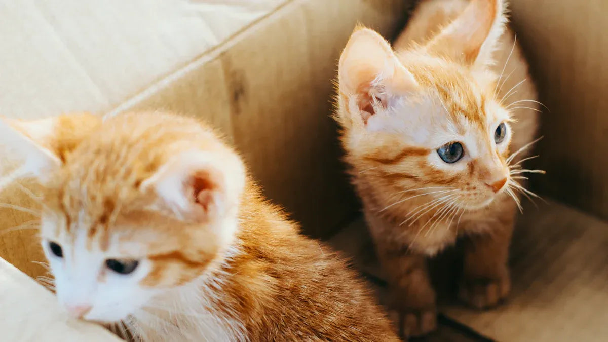 Top Picks for Kitten Starter Kits in 2025