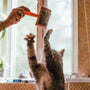 We Tested the Top Pet Hair Remover Brushes for Cat Beds