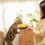 Top 10 Beginner Cat Kits Every First-Time Owner Needs in 2025