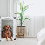 Must-Have Pet Supplies for First-Time Owners in 2025