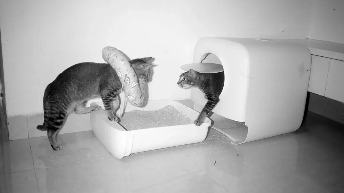 Top Cat Litter Boxes for Every Home in 2025