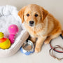 The Ultimate Pet Beginner Package: Everything New Owners Need