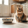Scheduled Feeding for Cats: Benefits, Best Practices, and How to Get Started