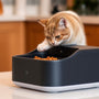 Introducing the Revolutionary Smart Wet Cat Food Feeder for Hassle-Free Feeding