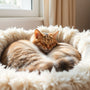 The Ultimate Guide to Finding the Perfect Cat Bed for Your Feline Friend
