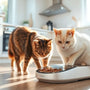 How to Choose the Best Smart Feeder for Multi-Cat Households in 2025