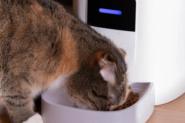 7 Best Automatic Cat Feeders with Microphone and Camera Features for 2025