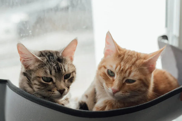 10 Must-Have Supplies Every New Cat Parent Needs in 2025