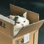 Top 10 Kitten and Small Cat Starter Bundles for New Cat Owners