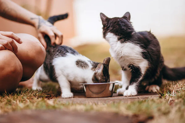 Top 10 Smart Pet Feeders for Wet Meals in 2025