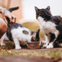 Top 10 Smart Pet Feeders for Wet Meals in 2025