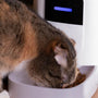 Top 10 Automatic Cat Water Fountains for Healthier Hydration in 2025