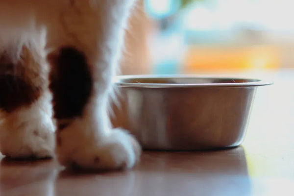 Top 10 Cat Bowls Every Pet Owner Should Consider in 2025