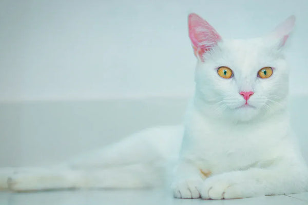 Top 10 Automatic Cat Litter Air Purifiers for Cleaner Homes