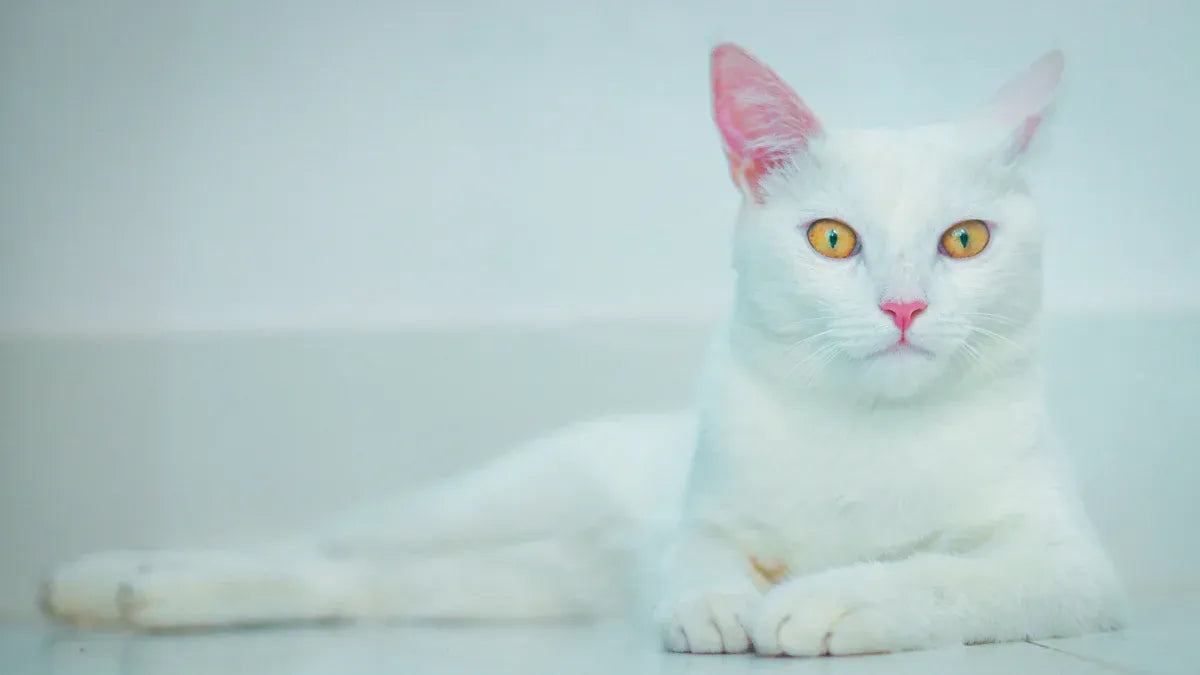 Top 10 Automatic Cat Litter Air Purifiers for Cleaner Homes