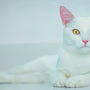 Top 10 Automatic Cat Litter Air Purifiers for Cleaner Homes