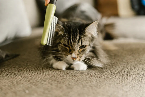 Top 10 Essential Cat Owner Kits Every New Pet Parent Needs