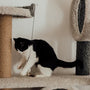 Top 12-Piece Cat Starter Kits Reviewed for New Owners