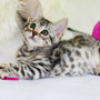 Top 10 Essential Cat Supplies for First-Time Owners in 2025