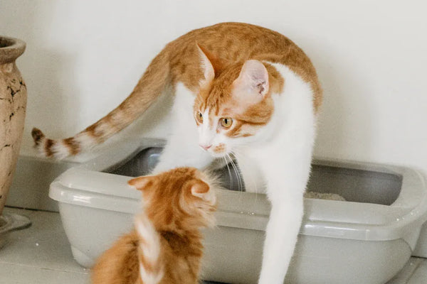 Top Non-Stainless Steel Metal Cat Litter Scoops Reviewed for 2025