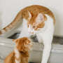 Top Non-Stainless Steel Metal Cat Litter Scoops Reviewed for 2025