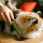 Top 10 Pet Grooming Combs for Every Coat Type