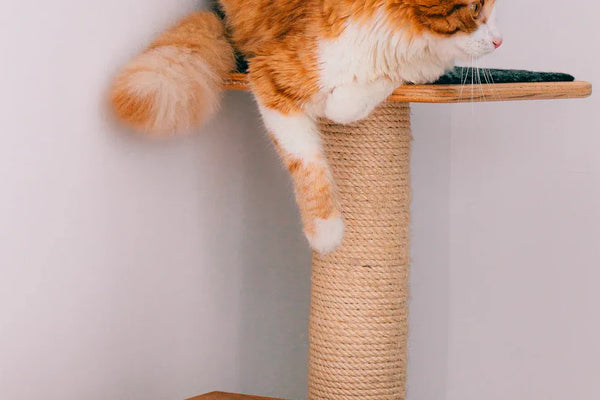 Top 10 Cat Scratching Posts Every Cat Owner Needs in 2025