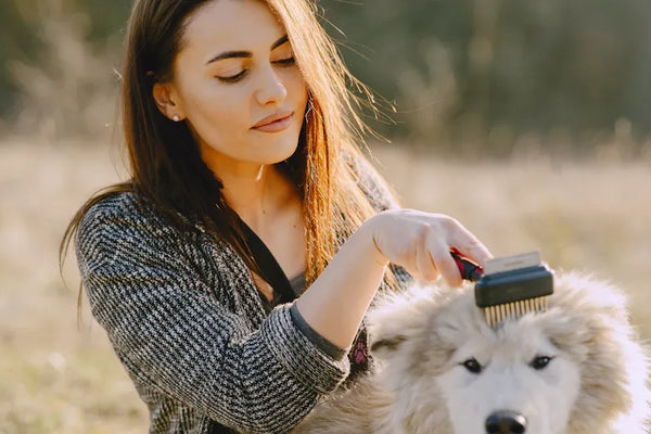 Top 3 Pet Grooming Comb Set Choices Backed by Reviews