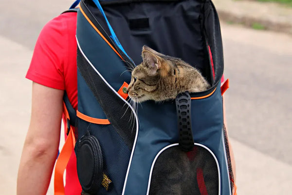 Top 10 Cat Backpacks for Hiking and Travel Adventures