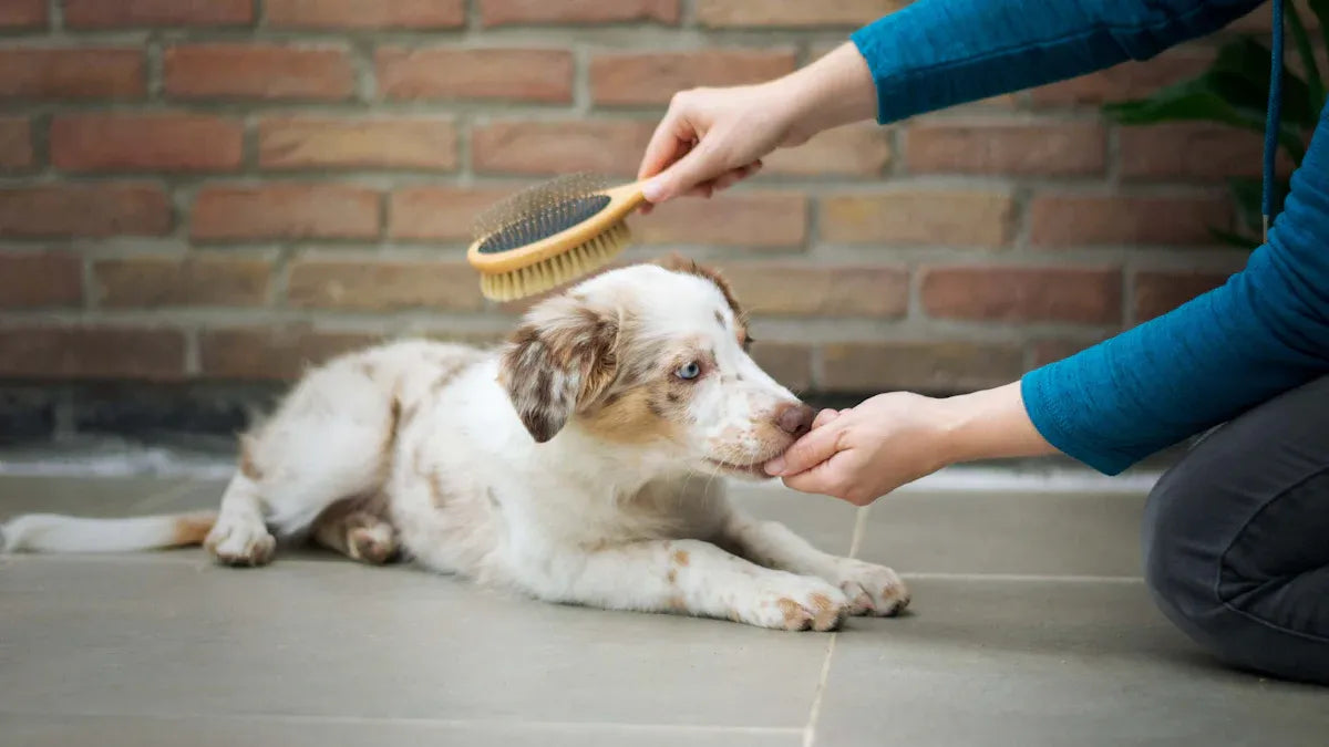 Top 7 Reusable Pet Hair Brushes to Keep Your Home Clean