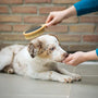 Top 7 Reusable Pet Hair Brushes to Keep Your Home Clean