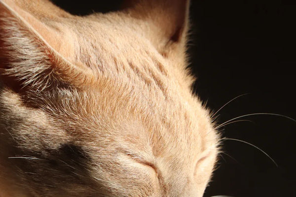 Daily Cat Care Questions Answered for Every Pet Parent