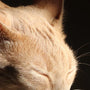 Daily Cat Care Questions Answered for Every Pet Parent