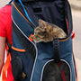 Top Cat Travel Crates for Stress-Free Trips in 2025