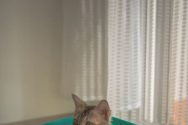 10 Big Litter Trays Every High Spraying Cat Owner Needs