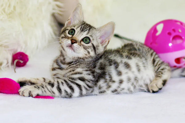Top 10 Beginner Cat Kits Every New Pet Parent Needs