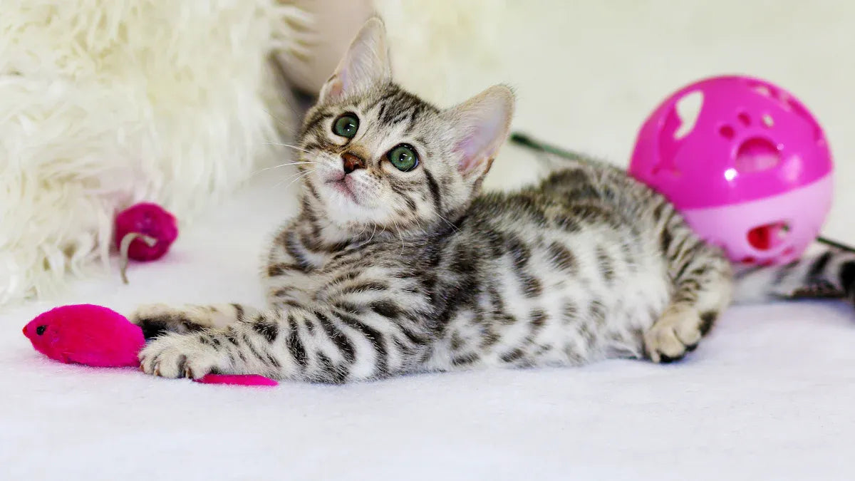 Top 10 Beginner Cat Kits Every New Pet Parent Needs